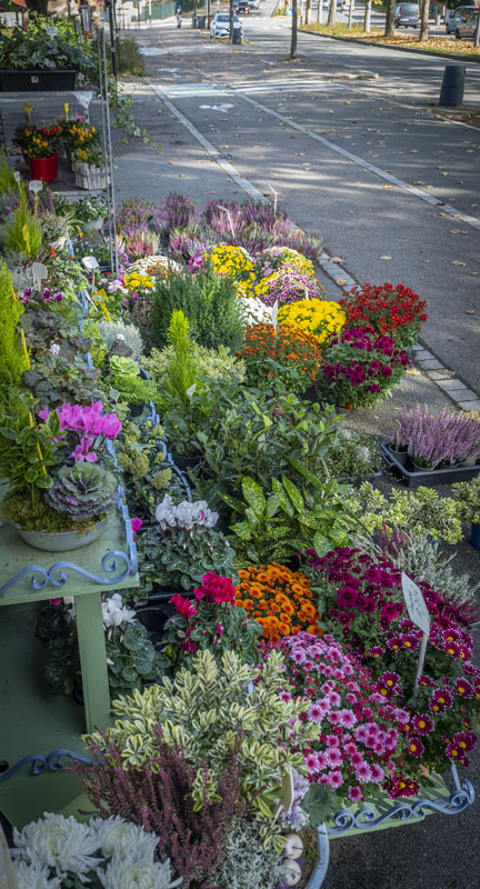 Fleuriste Belfort